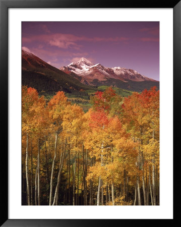 Autumn Aspen Colors, Mt. Wilson, San Juan Nf, Co by Stuart Westmoreland Pricing Limited Edition Print image