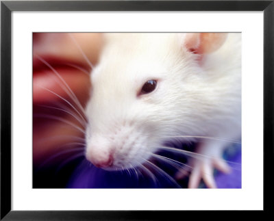 Close-Up Of Girl's Pet Rat by Mark Hunt Pricing Limited Edition Print image
