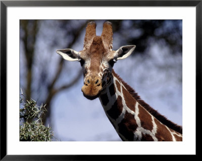 Reticulated Giraffe, Kenya by Elizabeth Delaney Pricing Limited Edition Print image
