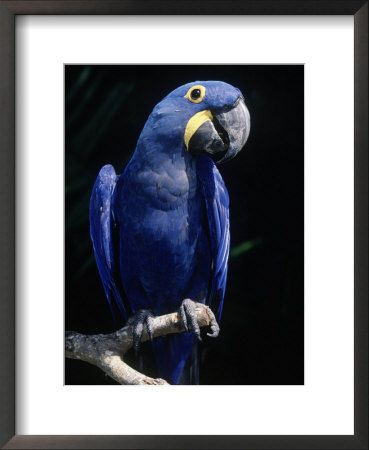 Hyacinth Macaw (Anodorhynchus Hyacinthus) by Lynn M. Stone Pricing Limited Edition Print image