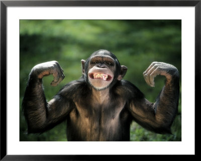 Chimpanzee Flexing Its Muscles by Richard Stacks Pricing Limited Edition Print image