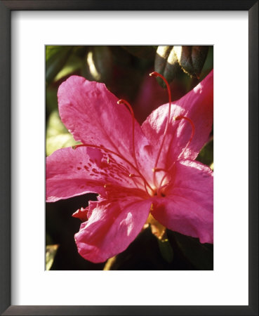 Rhododendron Maxwelii (Azalea), Close-Up Of Bright Pink Flower by Mark Bolton Pricing Limited Edition Print image