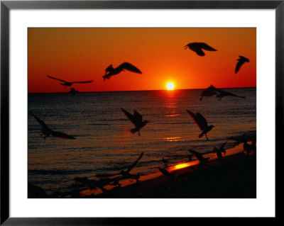 Seagulls Flying Over The Beach At Sunset, Fl by Ken Glaser Pricing Limited Edition Print image
