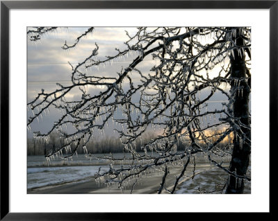 Close View Of Tree Branches After Ice Storm by Dennis Macdonald Pricing Limited Edition Print image