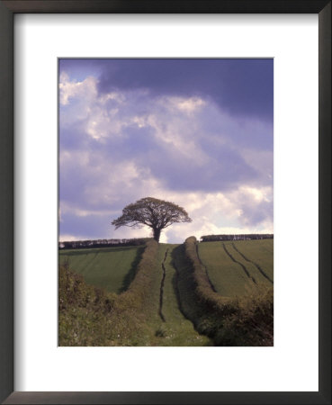 Field And Tree, Devon County, England by Ronald Greer Pricing Limited Edition Print image