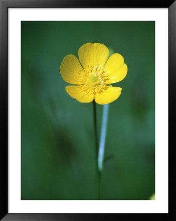 Buttercup by Tony Ruta Pricing Limited Edition Print image