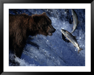 Grizzly Bear And Salmon, Brooks Falls, Katmai, Ak by Kyle Krause Pricing Limited Edition Print image