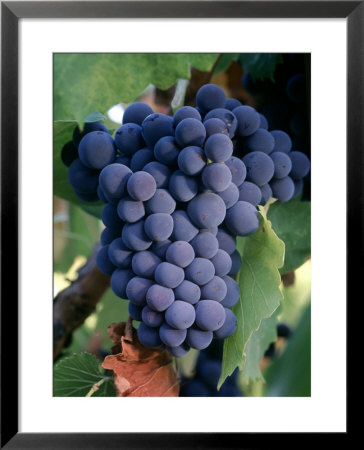 Wine Grapes, Napa Valley, Ca Limited Edition Print by John Kelly ...