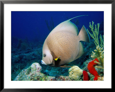 Grey Angelfish, Florida Keys by Larry Lipsky Pricing Limited Edition Print image