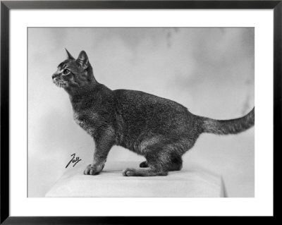 Cat Looking Alert With Its Tail Curled Up In Anticipation by Thomas Fall Pricing Limited Edition Print image