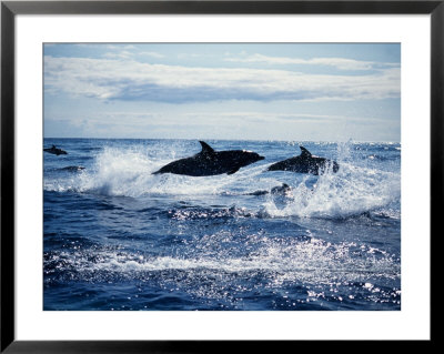 Atlantic Spotted Dolphin, Porpoising, Portugal by Gerard Soury Pricing Limited Edition Print image