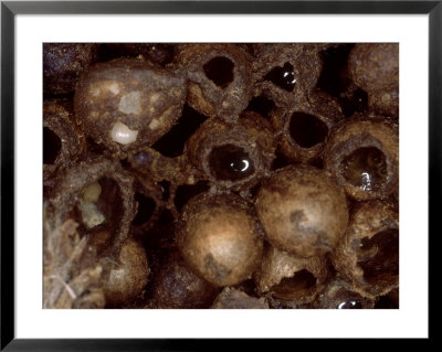Bumble Bees, Nest Interior Showing Honey In Cells, Uk by O'toole Peter Pricing Limited Edition Print image