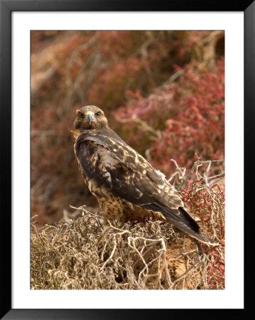 A Portrait Of A Galapagos Hawk On Bartolome Island by Ralph Lee Hopkins Pricing Limited Edition Print image
