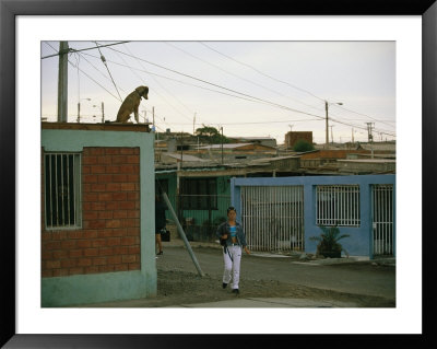 A Dog Watches Passersby From The Roof Of An Arica House by Joel Sartore Pricing Limited Edition Print image