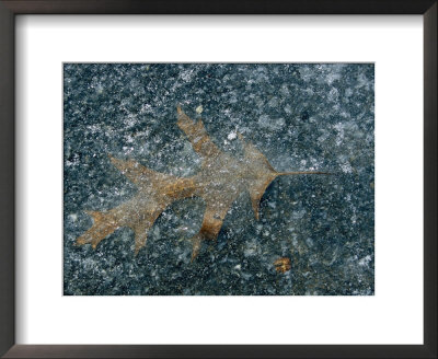 A Single Oak Leaf Encrusted In Winter Ice by Stephen St. John Pricing Limited Edition Print image