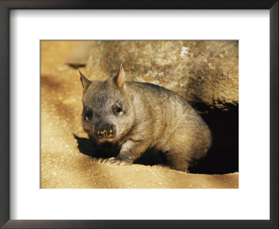 A Juvenile Southern Hairy-Nosed Wombat Emerging From Its Burrow; The Wombat Is Seven Months Old by Jason Edwards Pricing Limited Edition Print image