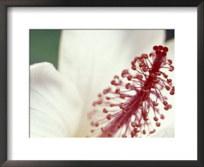 Hibiscus, Maui, Hawaii, Usa by Darrell Gulin Pricing Limited Edition Print image
