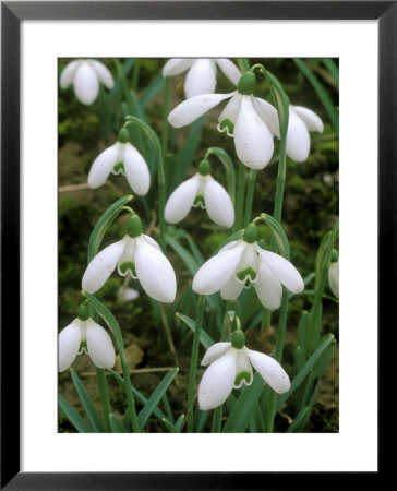 Galanthus, January by Mark Bolton Pricing Limited Edition Print image