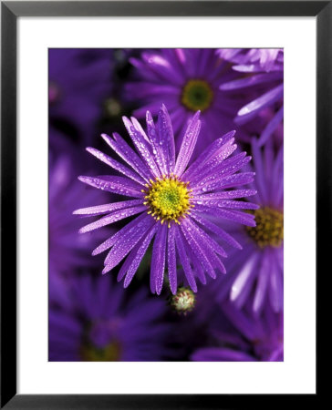 Aster Frikartii Monch Close-Up Of Purple Flower With Due by Lynn Keddie Pricing Limited Edition Print image