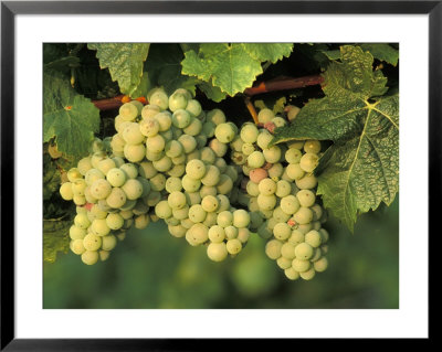 Riesling Grapes Growing On Vine by Fogstock Llc Pricing Limited Edition Print image