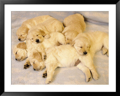 Sleeping Golden Retriever Puppies by Frank Siteman Pricing Limited Edition Print image