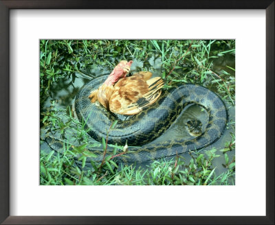 Anaconda, Brazil by Partirdge Films Ltd. Pricing Limited Edition Print image
