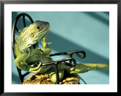 Iguana by Jacque Denzer Parker Pricing Limited Edition Print image