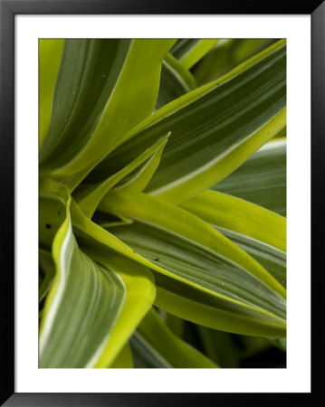 Close-Up Of A Green Veriagated Plant, Groton, Connecticut by Todd Gipstein Pricing Limited Edition Print image