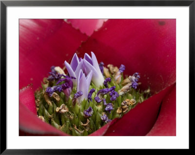 Close-Up Of The Center Of Exotic Flower, Groton, Connecticut by Todd Gipstein Pricing Limited Edition Print image