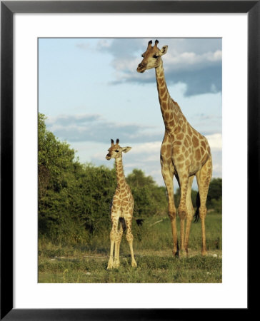 Adult And Young Giraffe Etosha National Park, Namibia, Africa by Ann & Steve Toon Pricing Limited Edition Print image