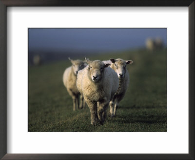 Domestic Sheep, Westerhever, Schleswig-Holstein, Germany by Thorsten Milse Pricing Limited Edition Print image