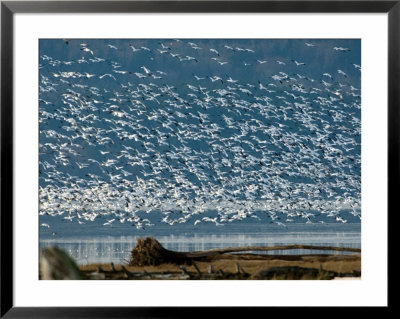 Flock Of Snow Geese Over Skagit River Delta, Fir Island, Washington, Usa by Trish Drury Pricing Limited Edition Print image