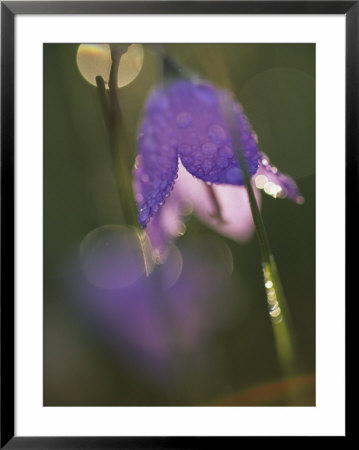 Abstract Close-Up Of Harebell Flower In Garden, Chanhassen, Minnesota, Usa by Richard Hamilton Smith Pricing Limited Edition Print image