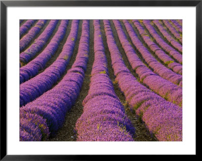 Orderly Rows Of Lavender, Provence Region, France by Jim Zuckerman Pricing Limited Edition Print image