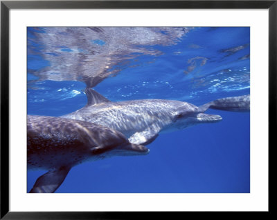 Atlantic Spotted Dolphins, Bimini, Bahamas by Greg Johnston Pricing Limited Edition Print image