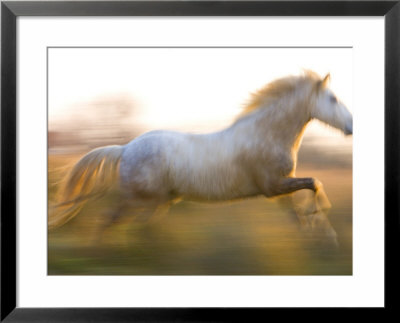 White Camargue Horse Running, Provence, France by Jim Zuckerman Pricing Limited Edition Print image