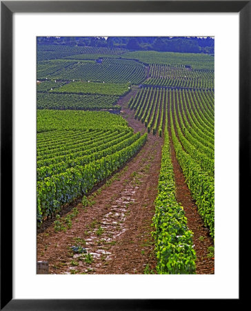 Vines In Grand Cru Vineyards, Romanee Conti And Richebourg Leading To La Romanee, Vosne by Per Karlsson Pricing Limited Edition Print image