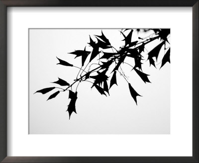 Leaf Silhouette by Nicole Katano Pricing Limited Edition Print image