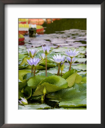 Wilhelma Zoo And Botanical Gardens, Stuttgart, Baden Wurttemberg, Germany by Yadid Levy Pricing Limited Edition Print image