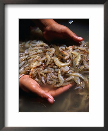 Scooping Up Fresh Catch Of Shrimps, Ko Panyi, Phang-Nga, Thailand by Dominic Bonuccelli Pricing Limited Edition Print image