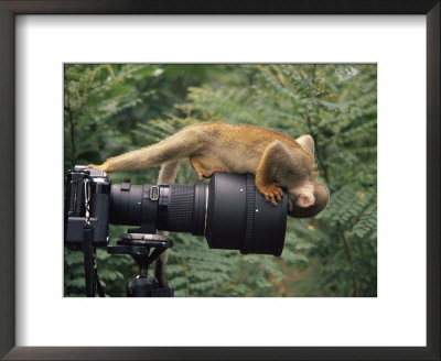 Squirrel Monkey, Investigates Camera, Amazonia, Ecuador by Pete Oxford Pricing Limited Edition Print image