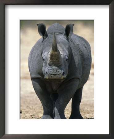 White Rhinoceros, Etosha National Park Namibia Southern Africa by Tony Heald Pricing Limited Edition Print image
