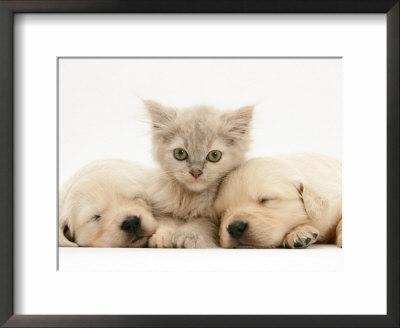 Lilac Tortoiseshell Kitten Between Two Sleeping Golden Retriever Puppies by Jane Burton Pricing Limited Edition Print image