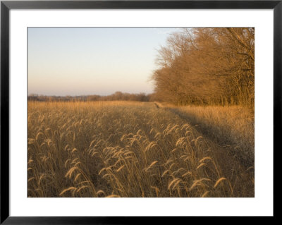 Canadian Wild Rye by Joel Sartore Pricing Limited Edition Print image