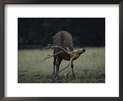 A Pere Davids Deer Scratches Its Antlers by Bates Littlehales Pricing Limited Edition Print image