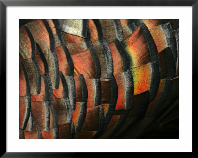 Wild Turkey Feather Close-Up, Las Colmenas Ranch, Hidalgo County, Texas, Usa by Arthur Morris Pricing Limited Edition Print image