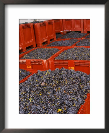 Gamay Grapes At Georges Duboeuf Winery, Romaneche-Thorins, Beaujolais, Bourgogne, France by Per Karlsson Pricing Limited Edition Print image