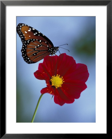 Butterfly On Cosmos In The Woodland Park Zoo, Seattle, Washington, Usa by Darrell Gulin Pricing Limited Edition Print image