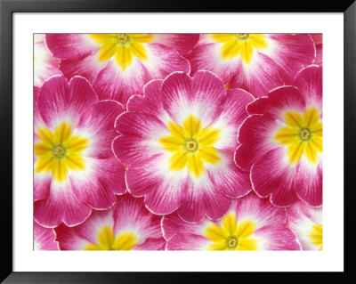 Primroses, Washington, Usa by Jamie & Judy Wild Pricing Limited Edition Print image