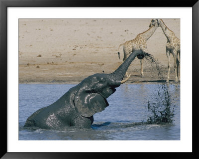 An African Elephant Spurts Water With Its Truck As Two Giraffes Watch In The Background by Roy Toft Pricing Limited Edition Print image